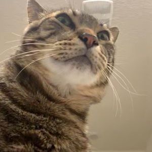 Meet your Posher, Diosdada